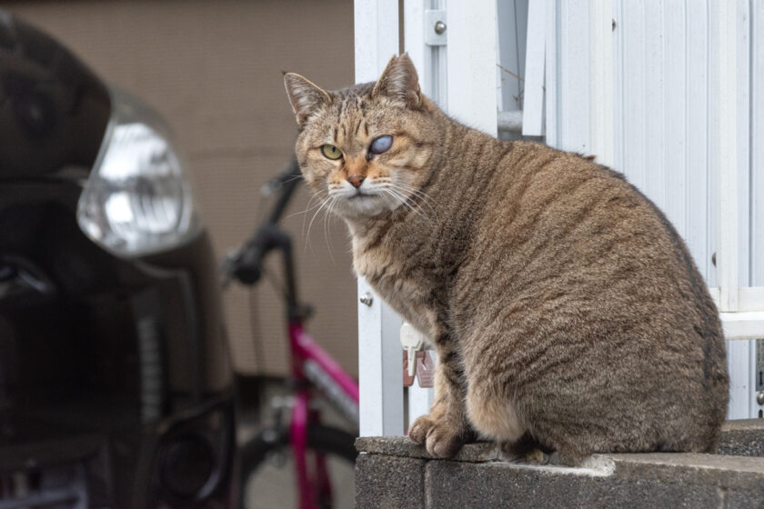 日野市の猫