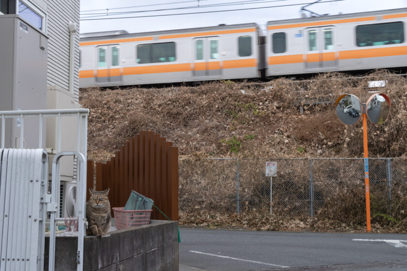 日野市の猫