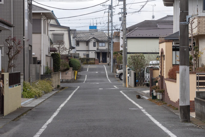 日野市の猫