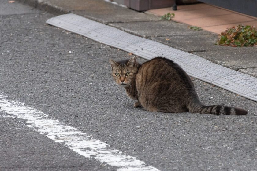 日野市の猫