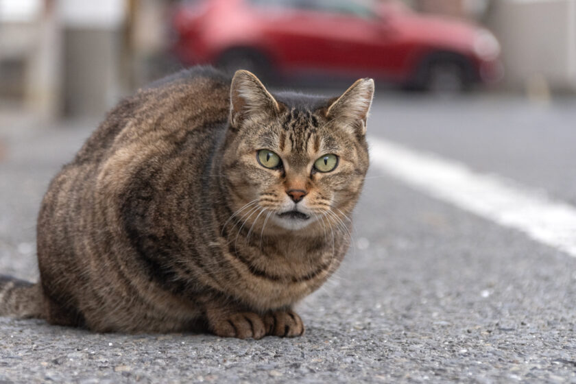 日野市の猫