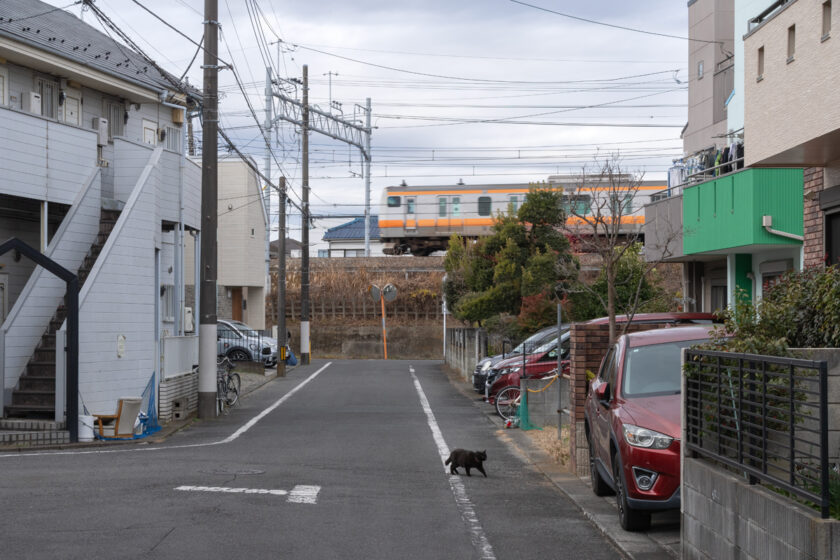 日野市の猫