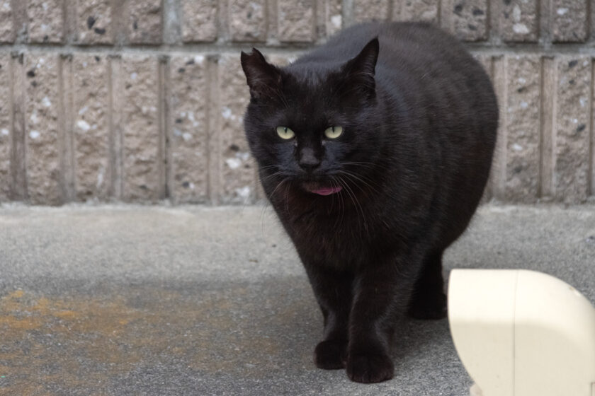 日野市の猫