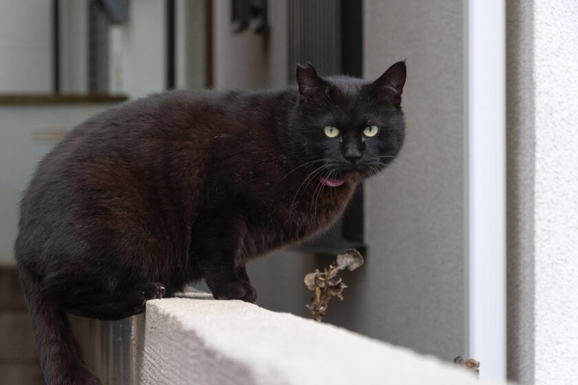 日野市の猫