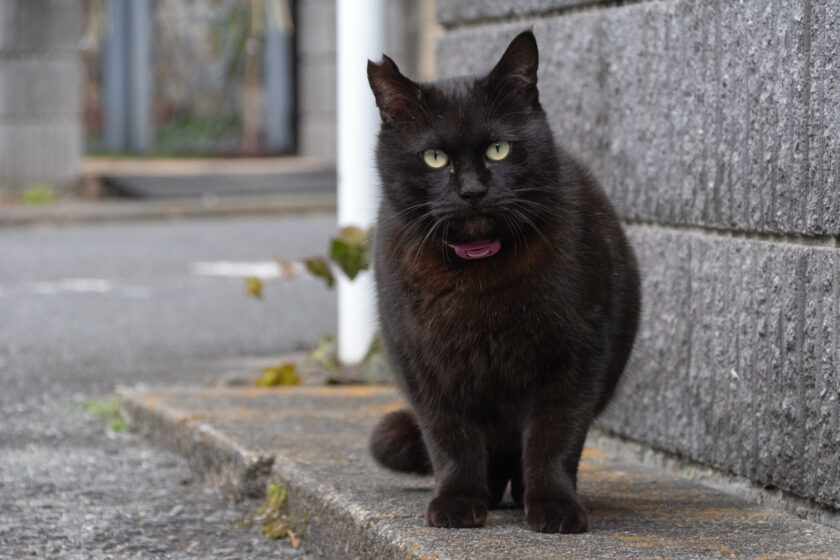 日野市の猫