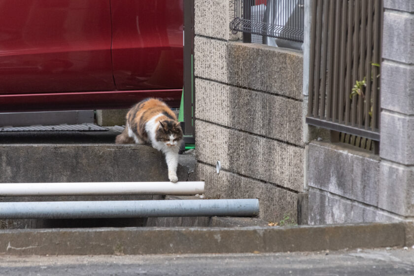 日野市の猫