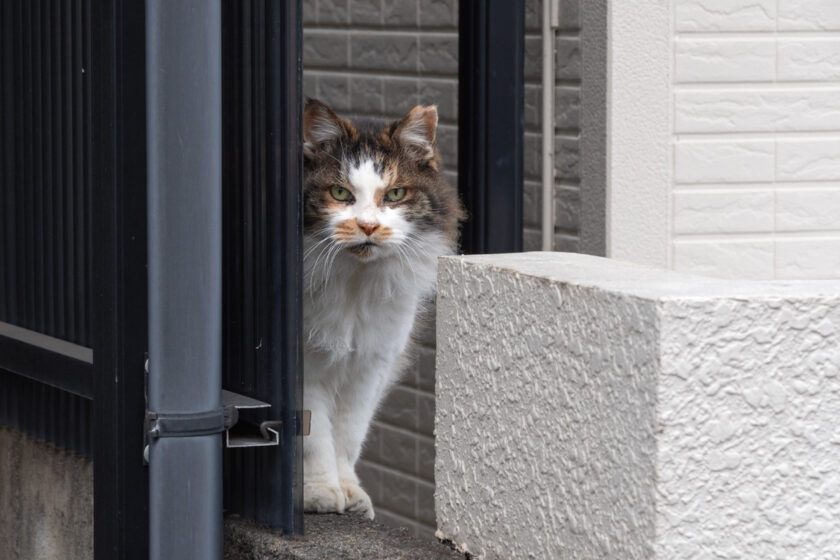 日野市の猫