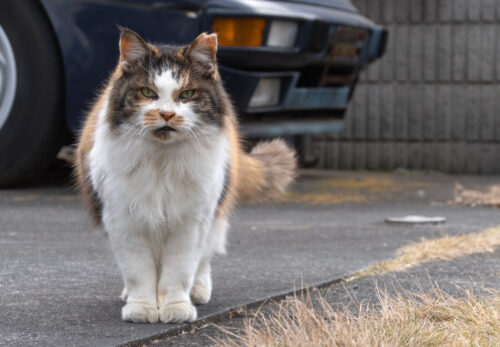 日野市の猫