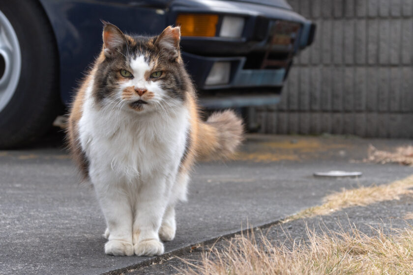 日野市の猫