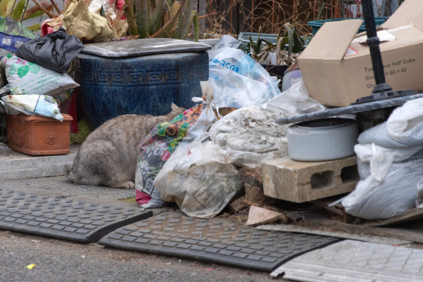 日野市の猫