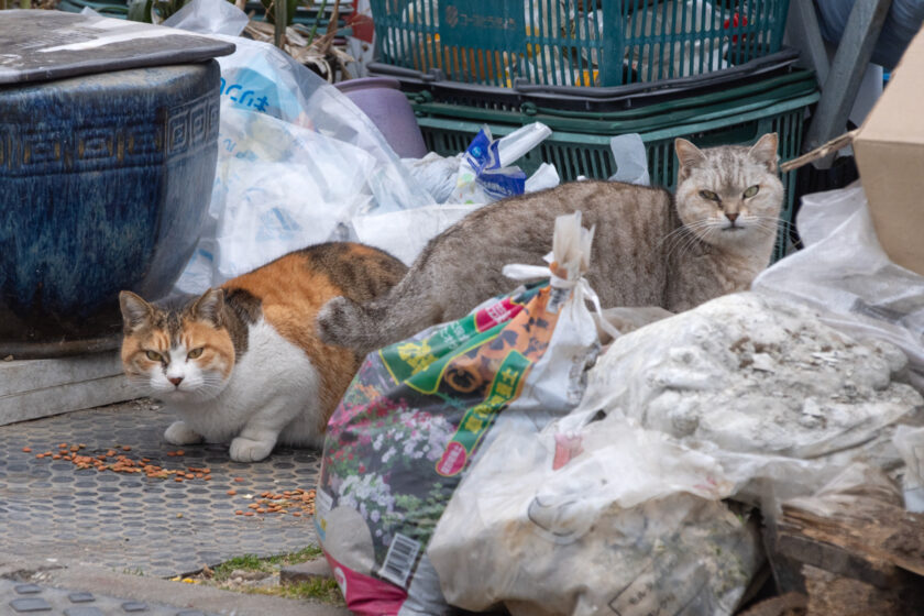 日野市の猫