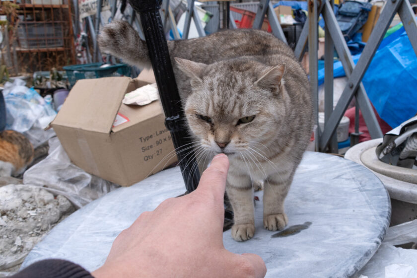 日野市の猫