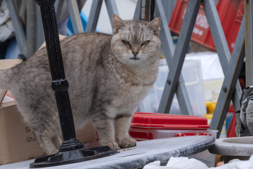 日野市の猫