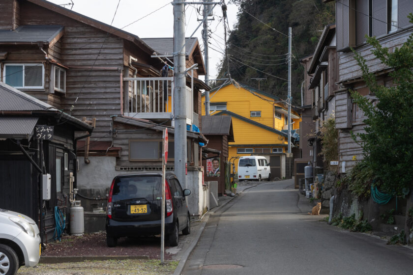 大島町の猫