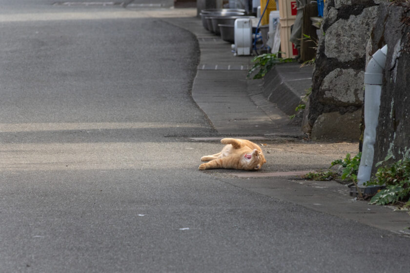 大島町の猫