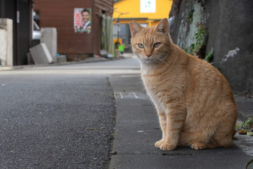 大島町の猫