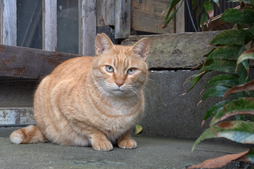 大島町の猫