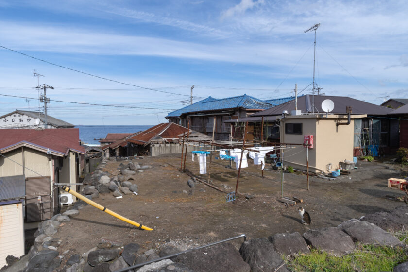 大島町の猫