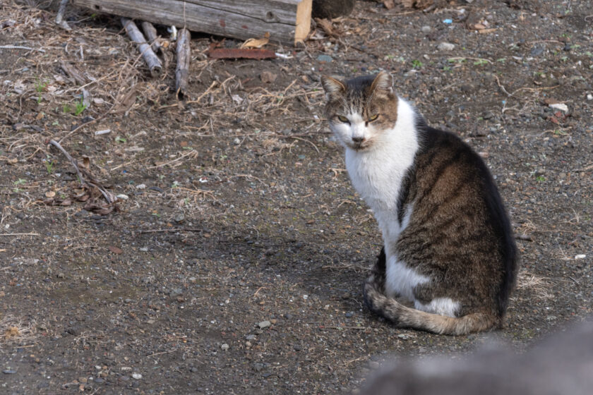 大島町の猫