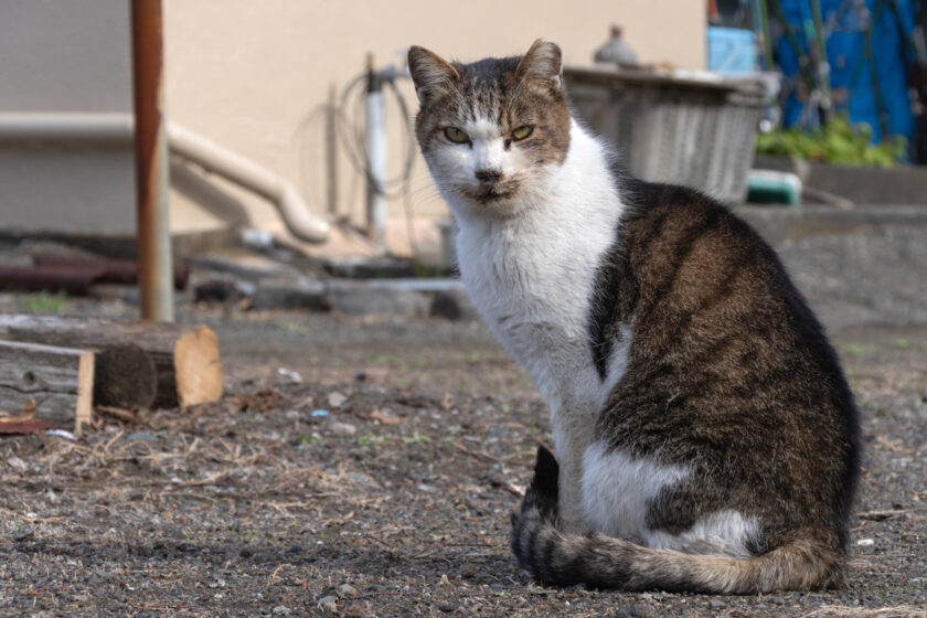 大島町の猫