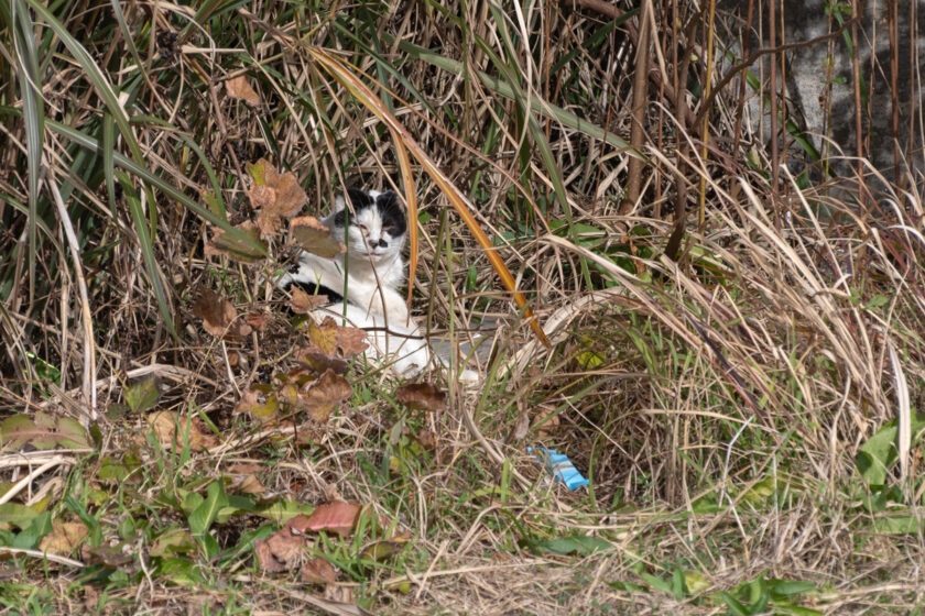 大島町の猫