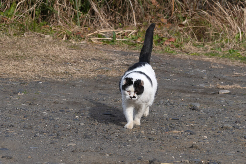 大島町の猫