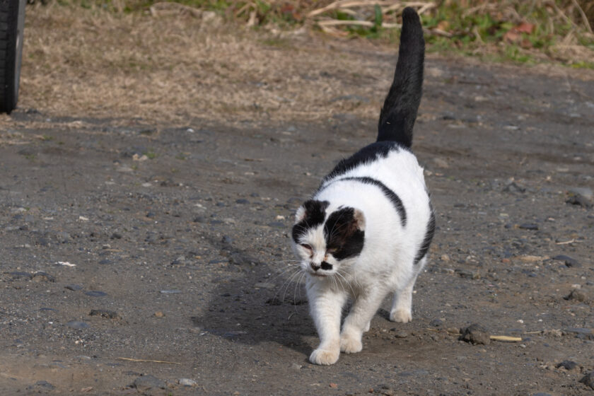 大島町の猫