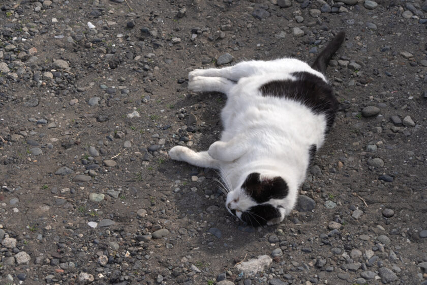 大島町の猫