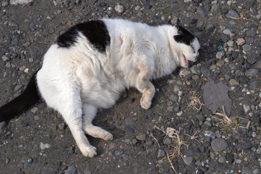 大島町の猫