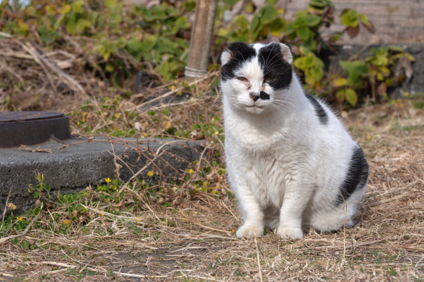 大島町の猫