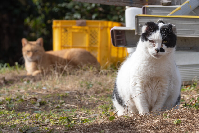 大島町の猫