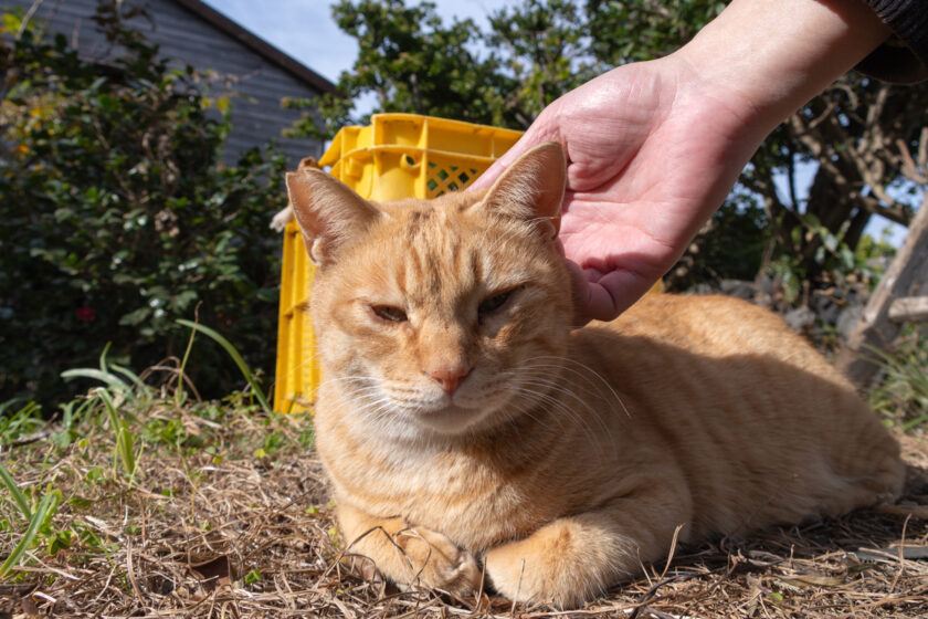 大島町の猫