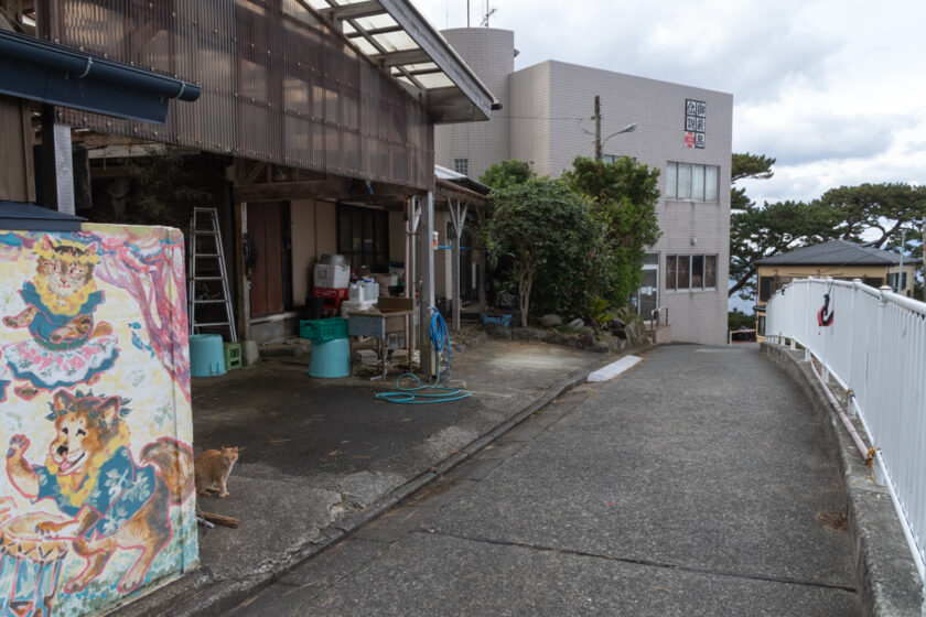 御蔵島村の猫