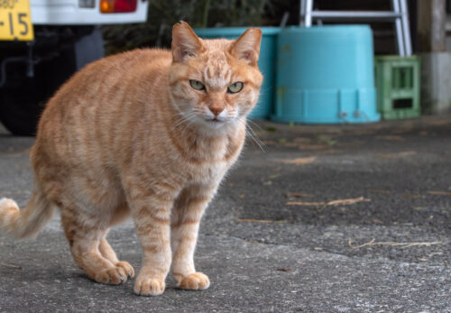 御蔵島村の猫