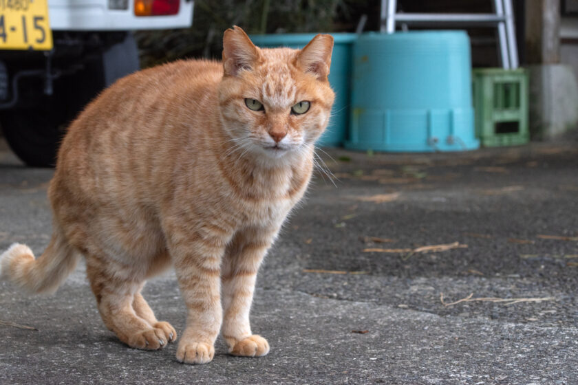 御蔵島村の猫