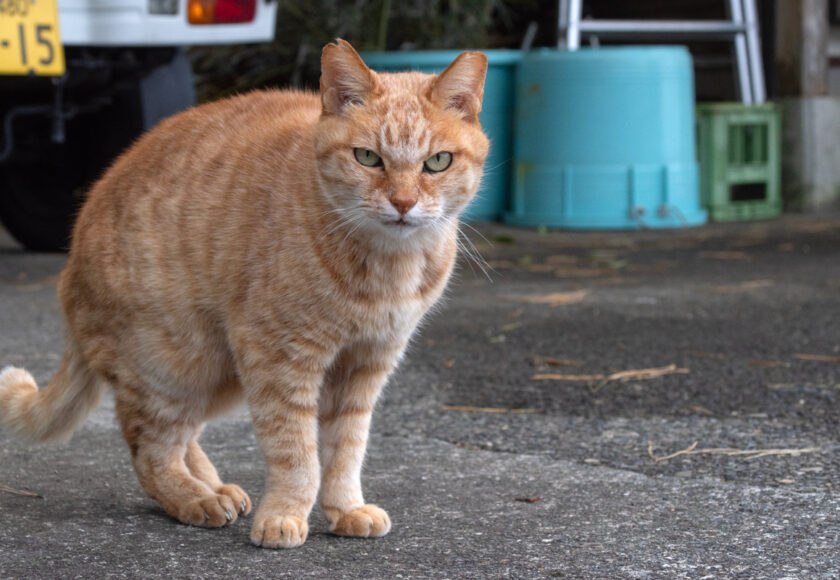 御蔵島村の猫