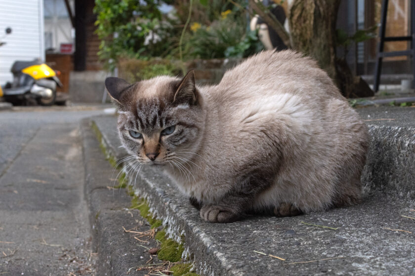 御蔵島村の猫