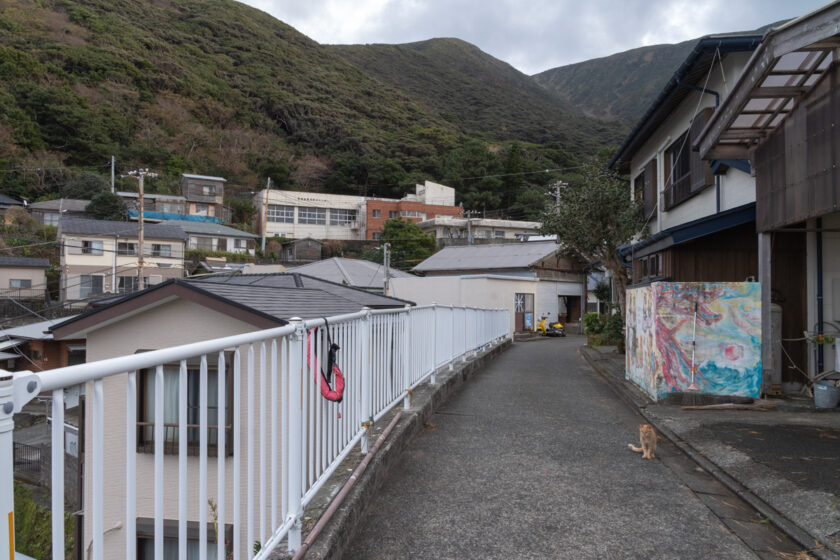 御蔵島村の猫