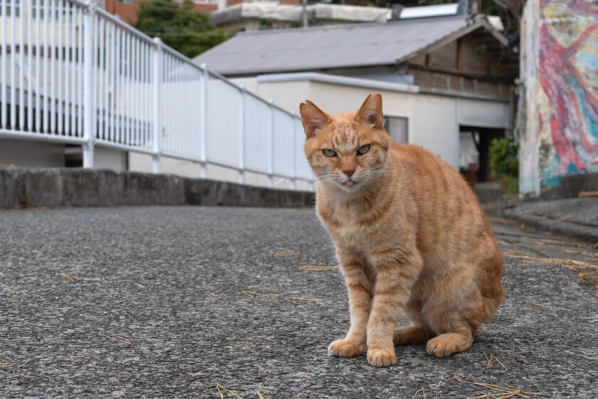 御蔵島村の猫