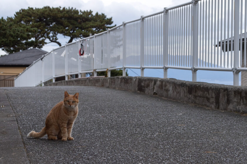 御蔵島村の猫