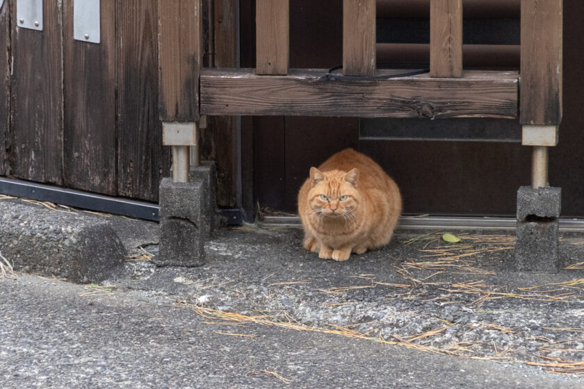 御蔵島村の猫