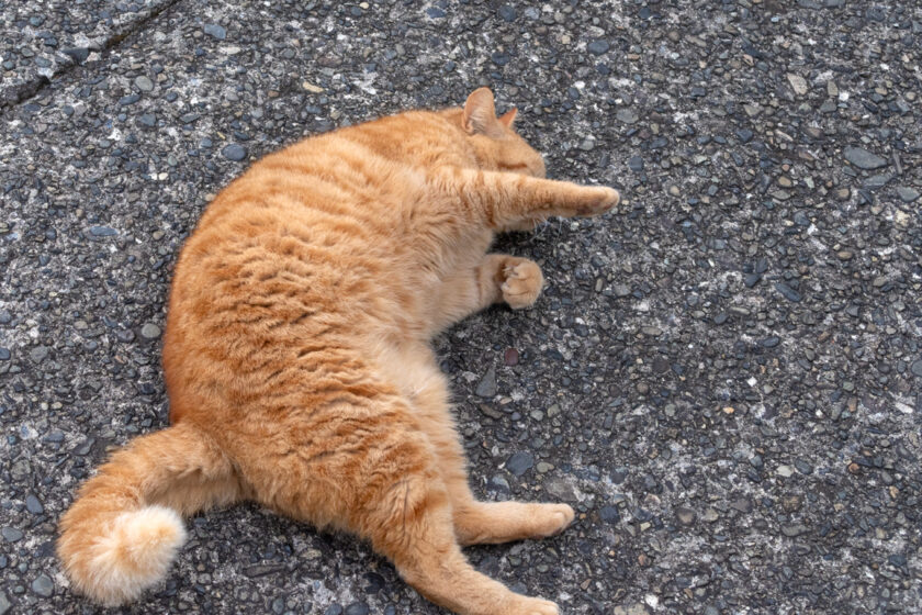 御蔵島村の猫