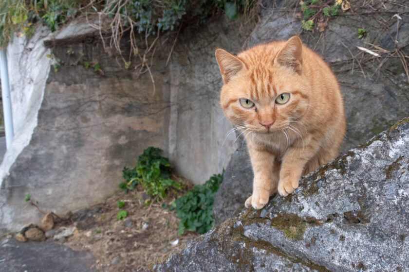 御蔵島村の猫