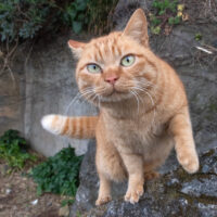 御蔵島村の猫