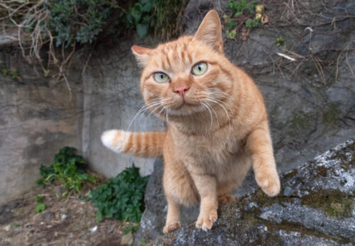 御蔵島村の猫