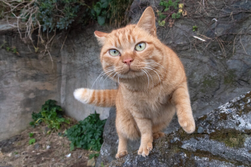 御蔵島村の猫