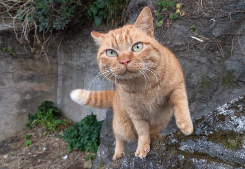 御蔵島村の猫