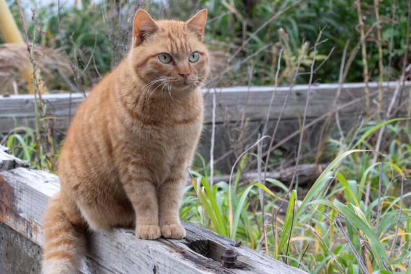 御蔵島村の猫