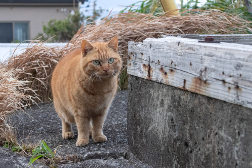 御蔵島村の猫