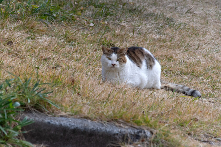 三宅村の猫